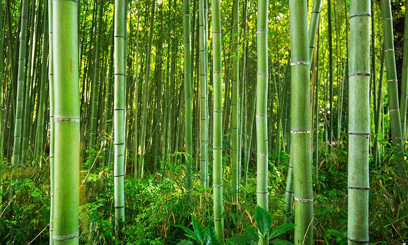 Bamboo